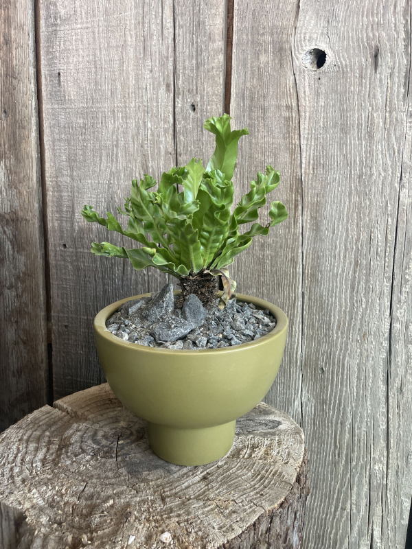Asplenium antiquum 'Leslie'
