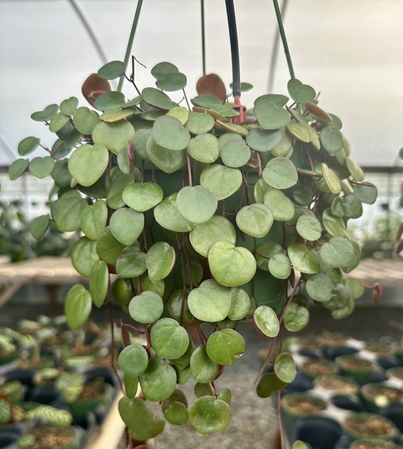 Peperomia 'Ruby Cascade'