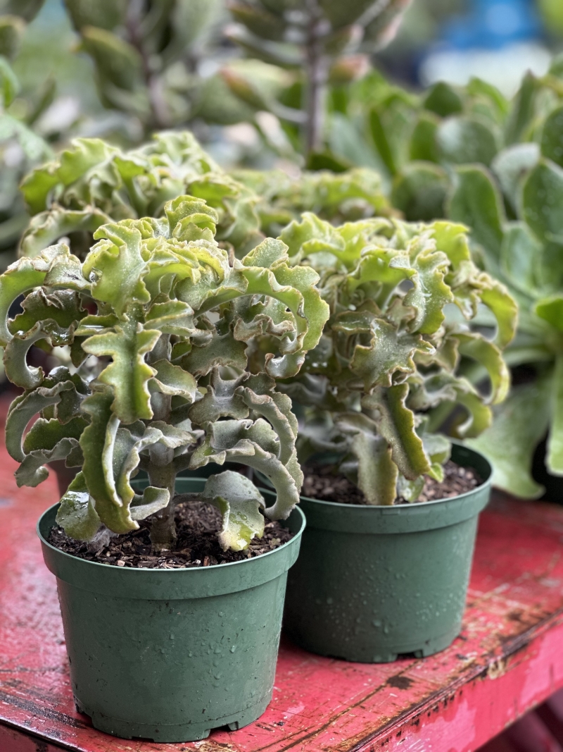 Kalanchoe beharensis 'Maltese Cross'