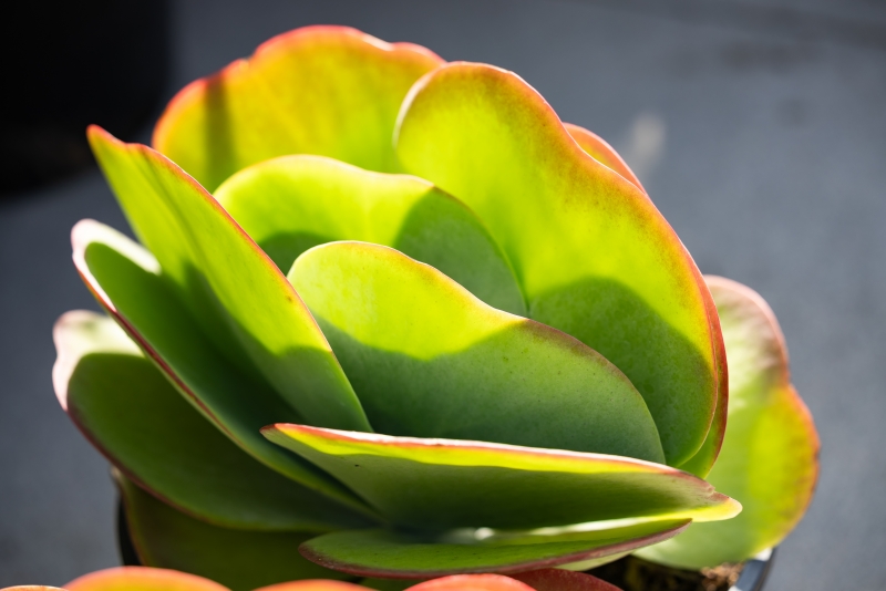 Kalanchoe luciae