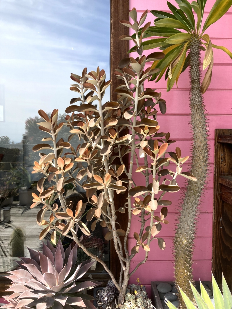 Kalanchoe orgyalis