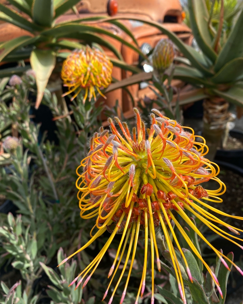 Leucospermum 'Brandi de la Cruz'