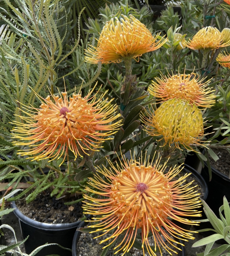 Leucospermum 'Helena'