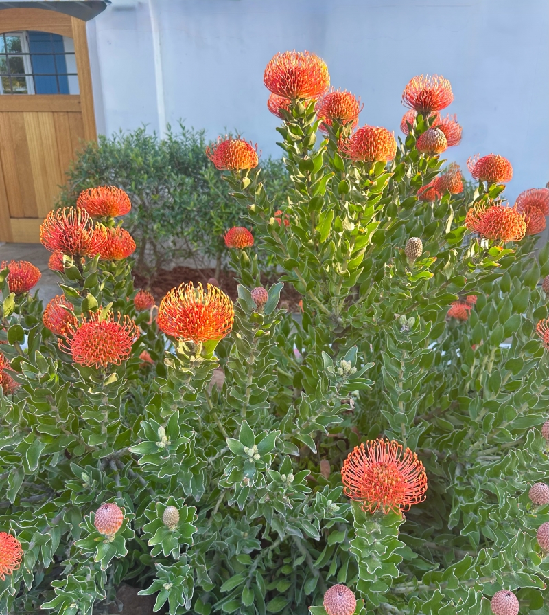 Leucospermum 'Sunrise'