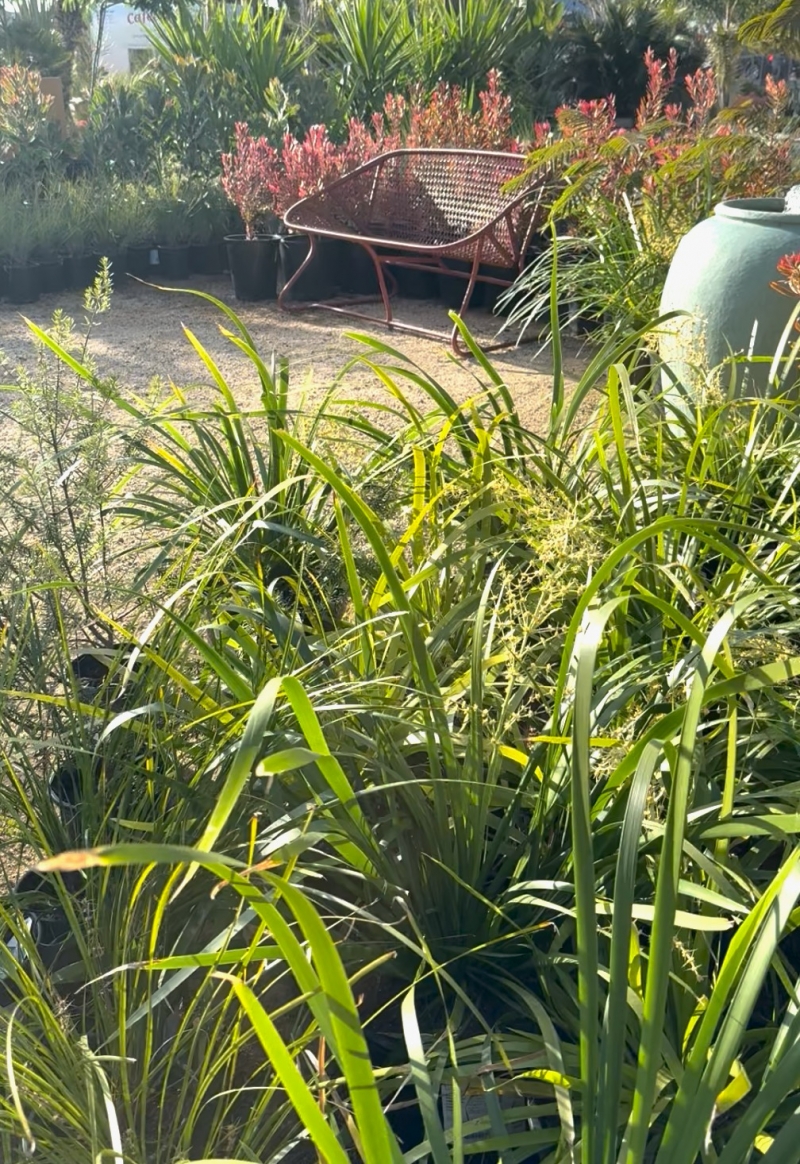 Lomandra hystrix 'Katie Belles'