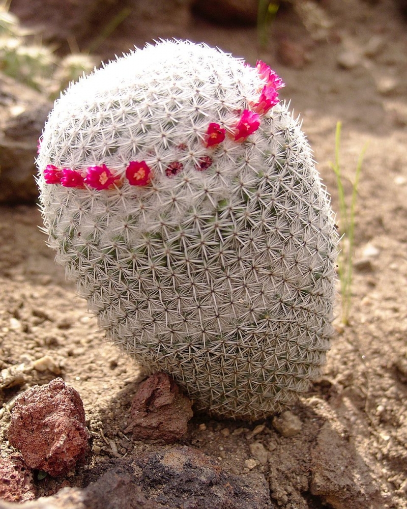 Mammillaria albilanata