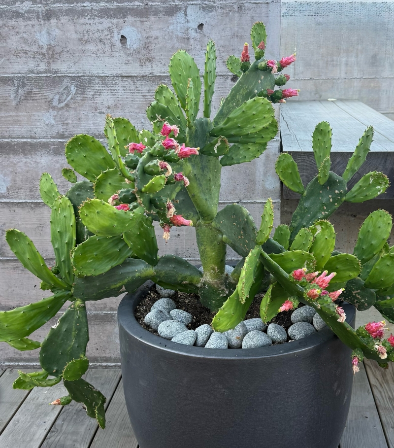 Opuntia 'Green Form'