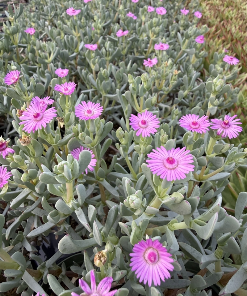 Oscularia (Lampranthus) caulescens
