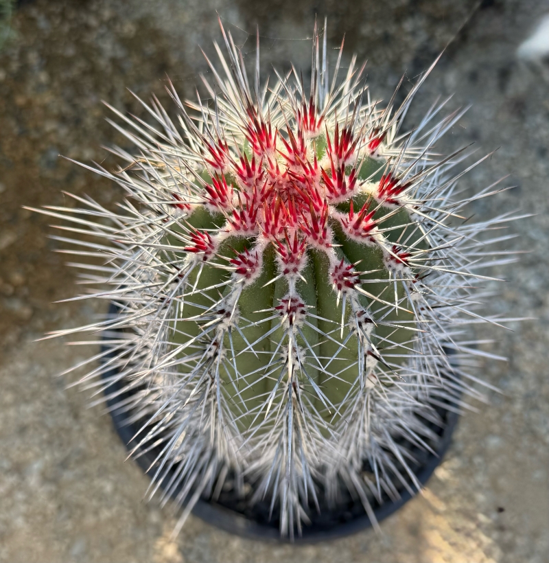 Pachycereus pringlei