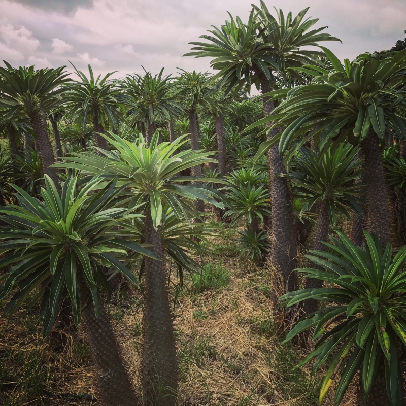 Pachypodium lamerei