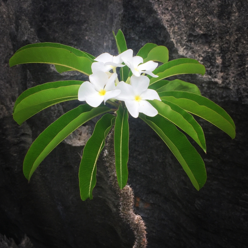 Pachypodium lamerei