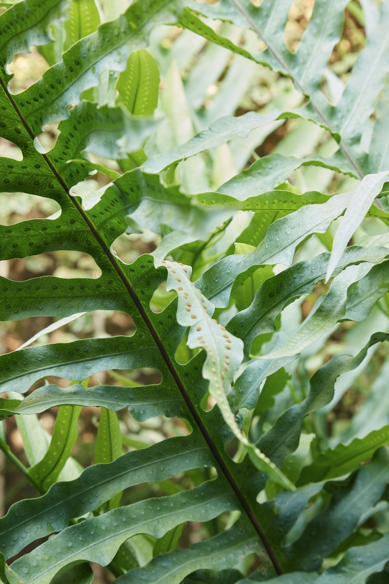 Phlebodium pseudoaureum