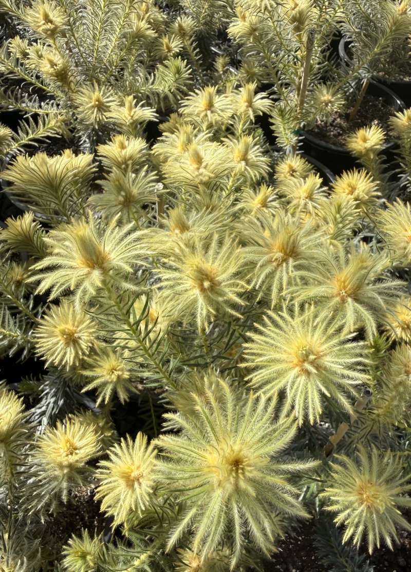 Phylica pubescens