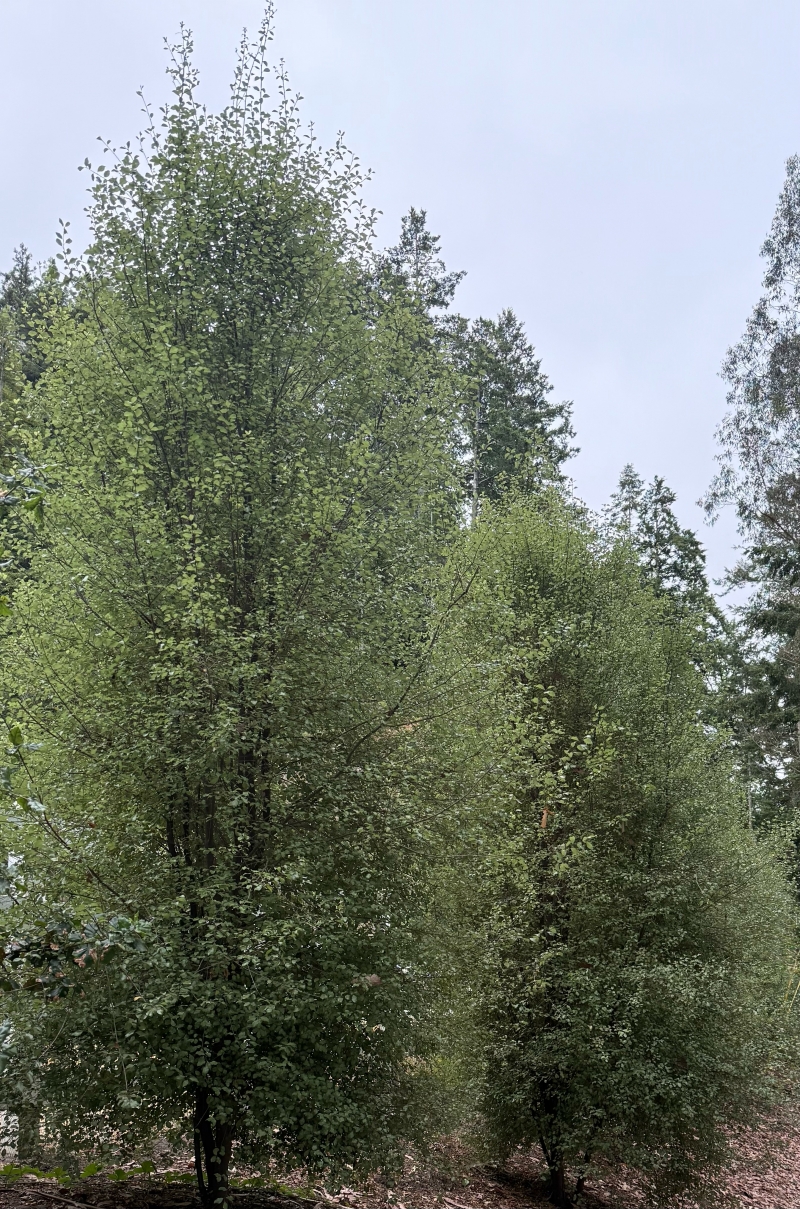 Pittosporum tenuifolium 'Silver Sheen'