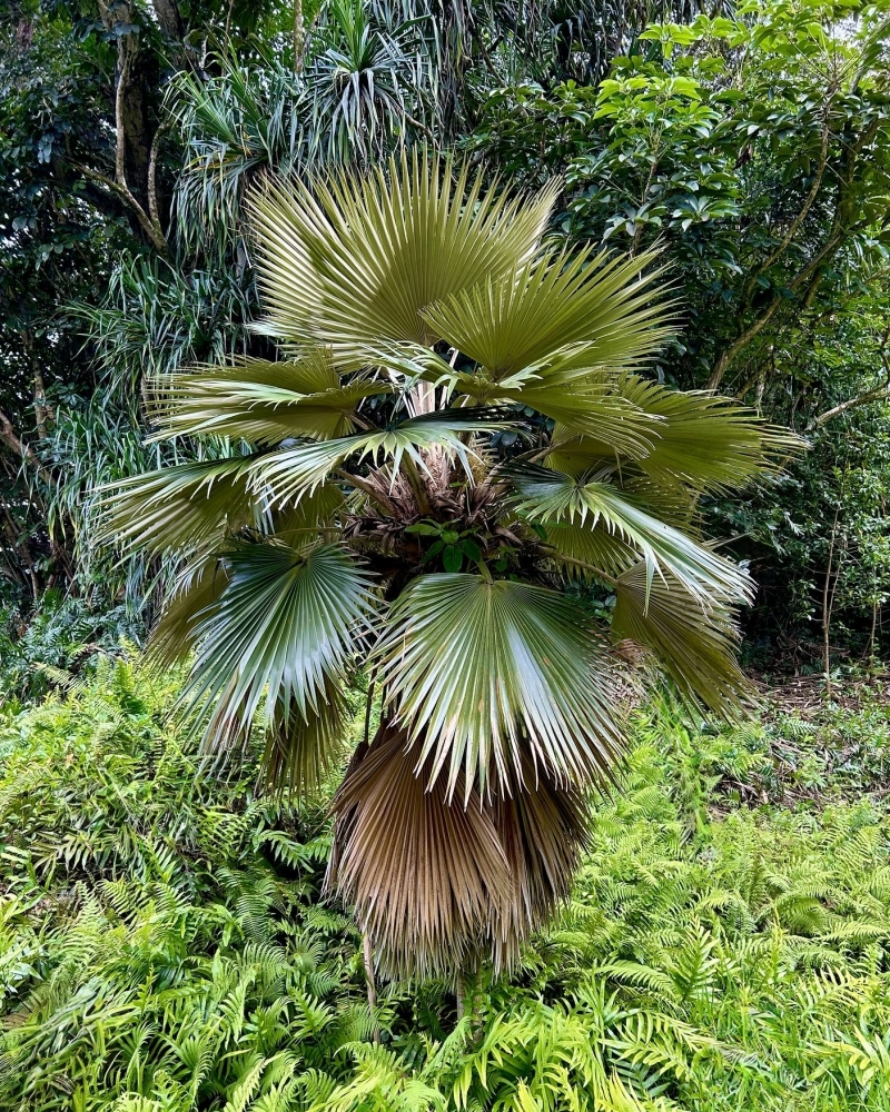 Pritchardia minor