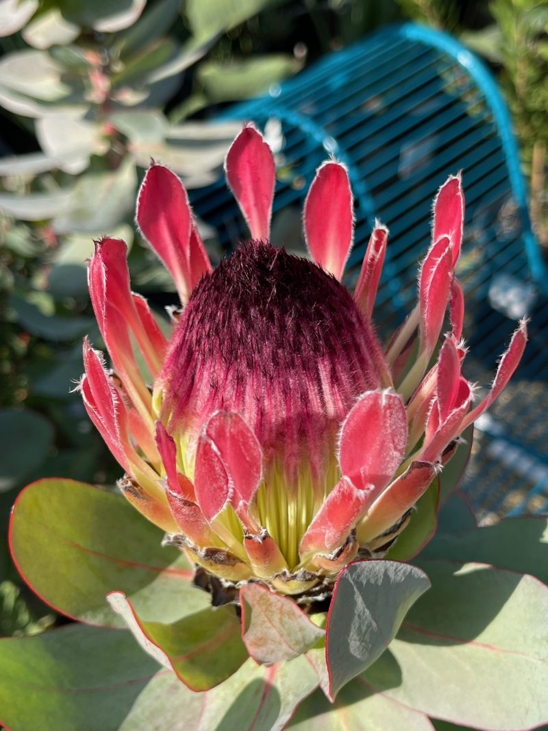 Protea eximia