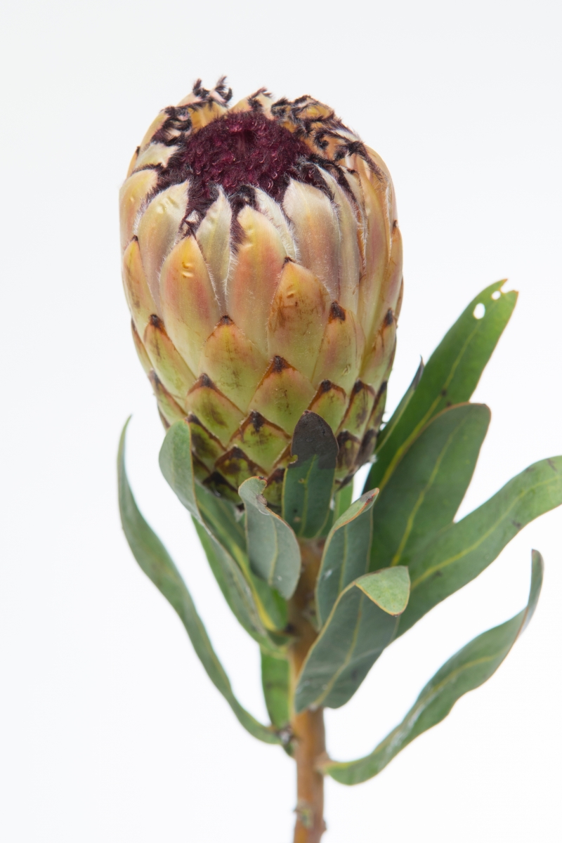 Protea 'Lady Pearl'