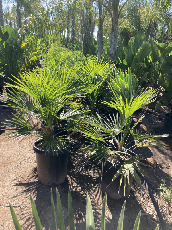 Rhapidophyllum hystrix