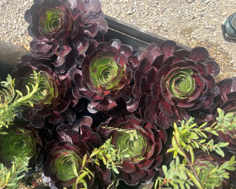 Semponium 'Surreal Destiny'