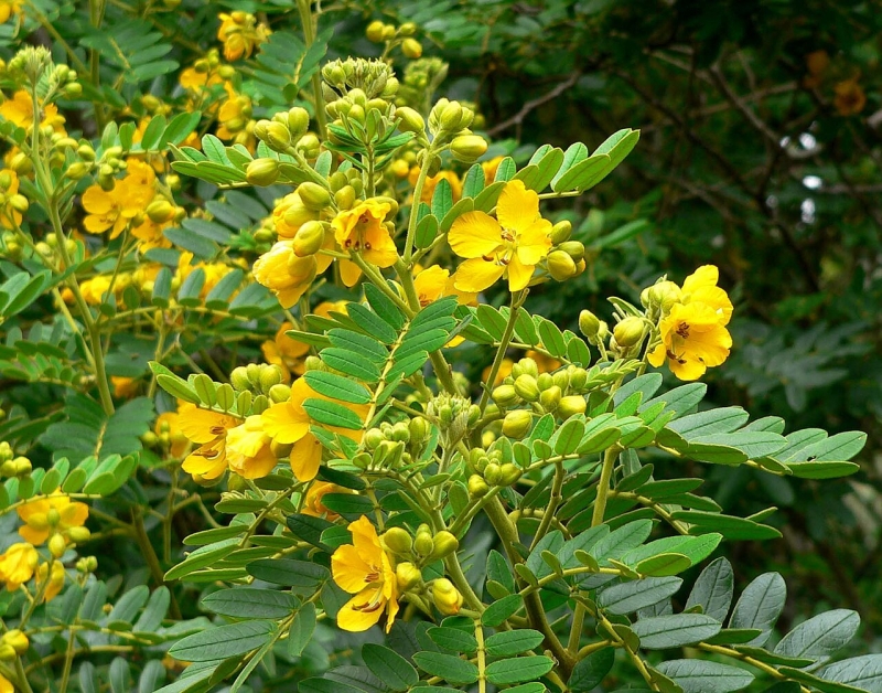 Senna multiglandulosa