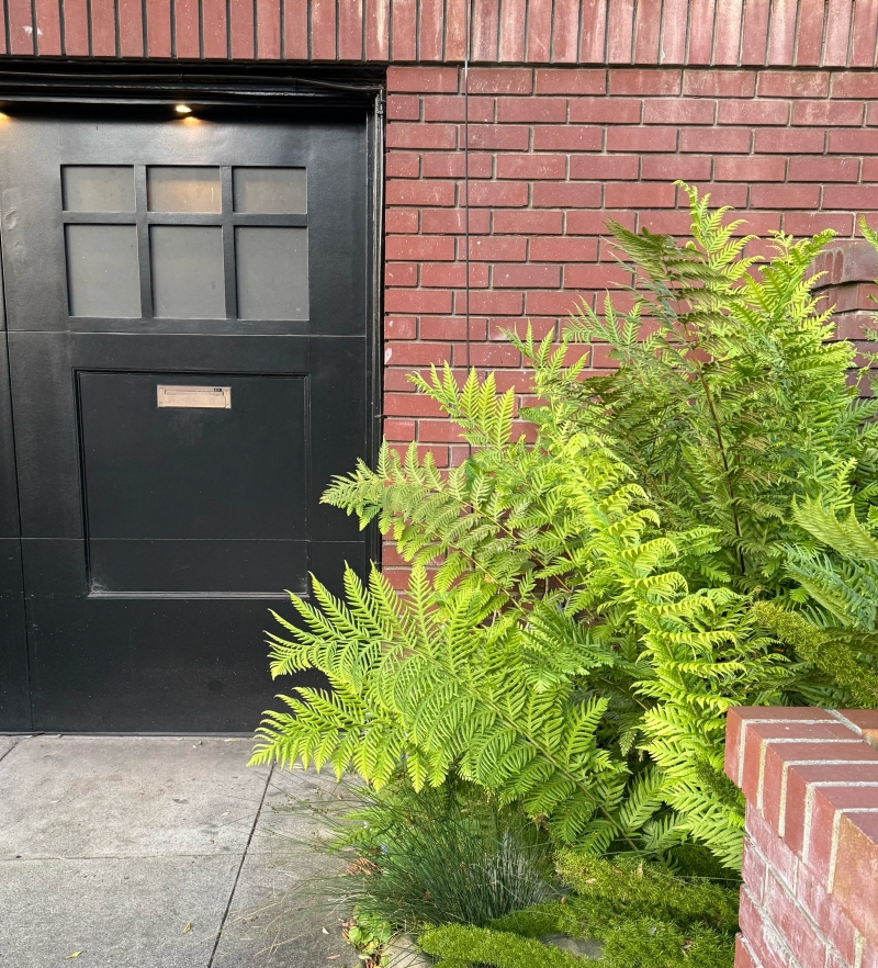 Woodwardia fimbriata